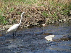 Ardea alba