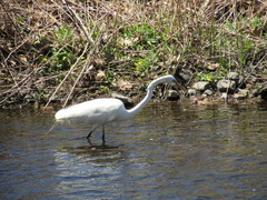 Ardea alba