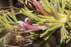 Adenanthos meisneri