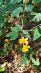 Hymenostephium cordatum