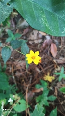 Hymenostephium cordatum