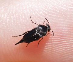 Mordella albosuturalis