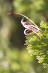 Adenanthos meisneri