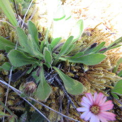 Noticastrum marginatum