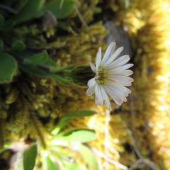 Noticastrum marginatum