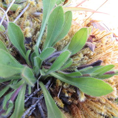Noticastrum marginatum