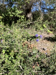 Ceanothus papillosus roweanus
