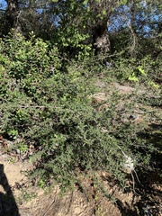 Ceanothus papillosus roweanus