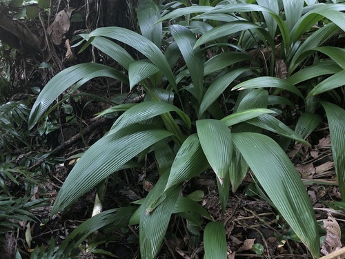 Setaria palmifolia observed 2022-01-27