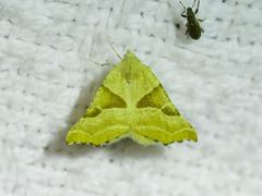 Plataea blanchardaria