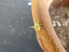 Araneus guttulatus