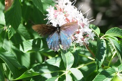 Battus philenor hirsuta