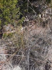 Cladium mariscus jamaicense