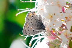 Satyrium californica