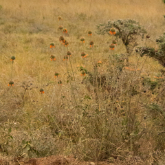 Leonotis nepetifolia