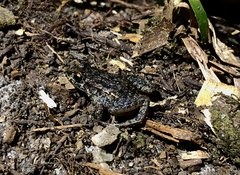 Adenomera hylaedactyla