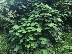 Dombeya wallichii