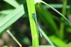 Zoniagrion exclamationis