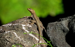 Microlophus arenarius