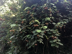 Dombeya wallichii