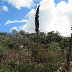 Puya goudotiana