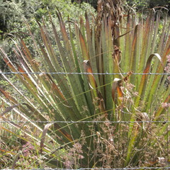 Puya goudotiana