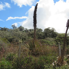 Puya goudotiana