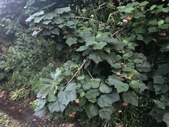 Dombeya wallichii