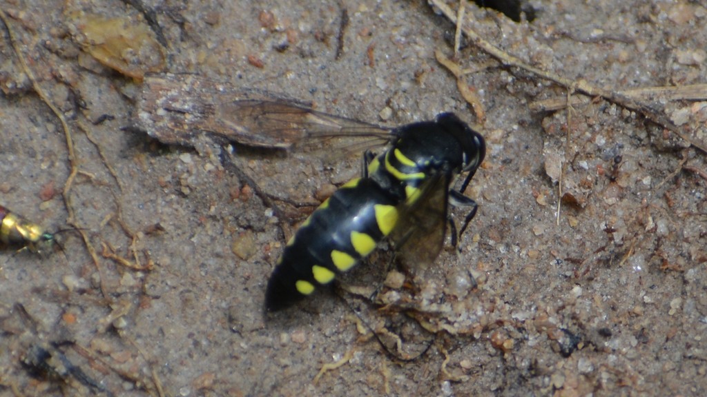 Bicyrtes from Iténez, Bolivia on January 20, 2022 at 1201 PM by Ruben