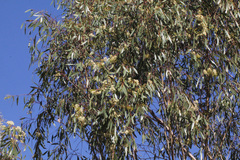 Eucalyptus ochrophloia