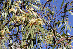 Eucalyptus ochrophloia