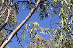 Eucalyptus ochrophloia