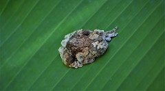 Dendropsophus marmoratus