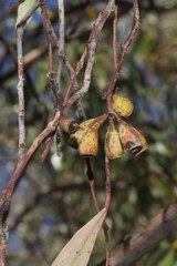 Eucalyptus ochrophloia