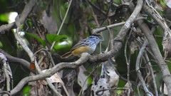 Hypocnemis peruviana