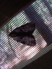Catocala andromedae