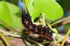 Battus philenor hirsuta