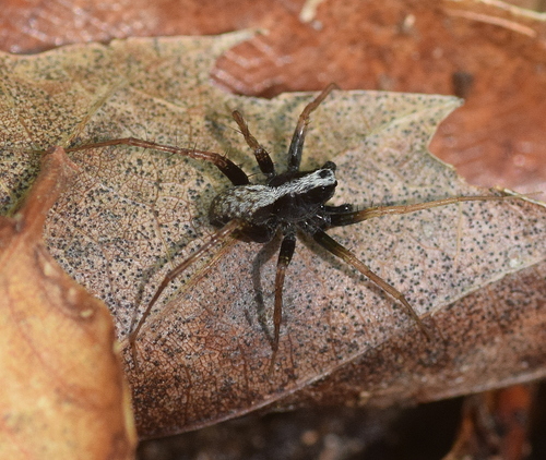 Common Forest Wolf Spider Complex