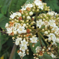 Viburnum tinoides