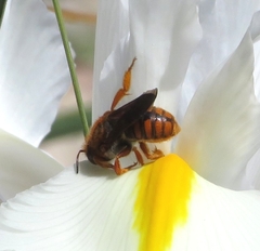 Rhodanthidium