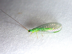 Mallada tripunctatus