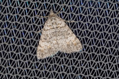 Dichromodes semicanescens