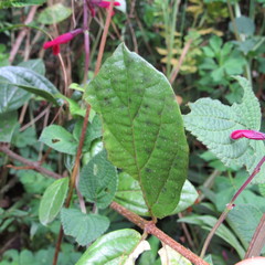 Viburnum tinoides