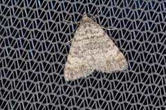 Dichromodes semicanescens