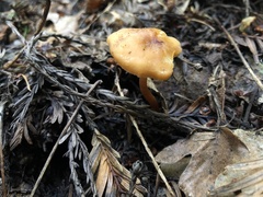 Rhodophana nitellina