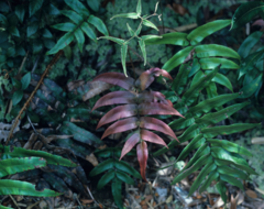 Blechnum vestitum