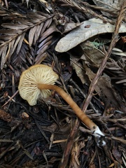 Rhodophana nitellina