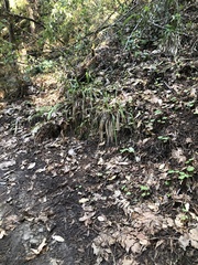 Rhodophana nitellina