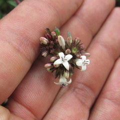 Galianthe bogotensis