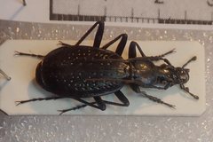 Carabus biebersteini ulgeni
